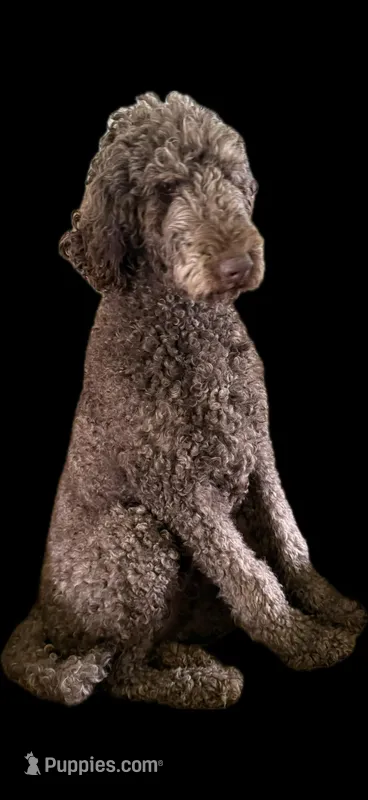 Zac , a male Poodle - Standard  for sale in Townsend, DE – Photo 1 of 1