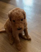 Puppy # 3, a female Labradoodle for sale in Townsend, DE – 3 of 3