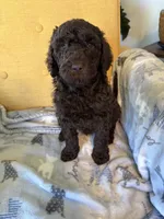 Luv bug, a female Labradoodle for sale in Townsend, DE – Photo 1 of 4