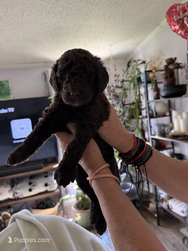 Luv bug 3  – Labradoodle puppy for sale in Townsend, DE