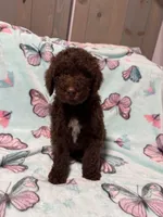 Shady , a female Labradoodle for sale in Townsend, DE – Photo 2 of 4