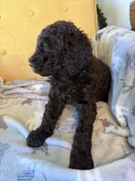 Luv bug, a female Labradoodle for sale in Townsend, DE – Photo 4 of 4