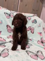 Shady , a female Labradoodle for sale in Townsend, DE – Photo 4 of 4