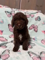 Shady , a female Labradoodle for sale in Townsend, DE – Photo 3 of 4