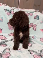 Shady , a female Labradoodle for sale in Townsend, DE – Photo 1 of 4