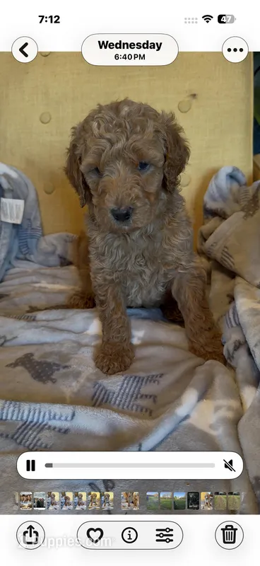 Luv bug 2 – Labradoodle puppy for sale in Townsend, DE