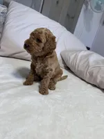 Luv bug 2, a male Labradoodle for sale in Townsend, DE – Photo 2 of 2