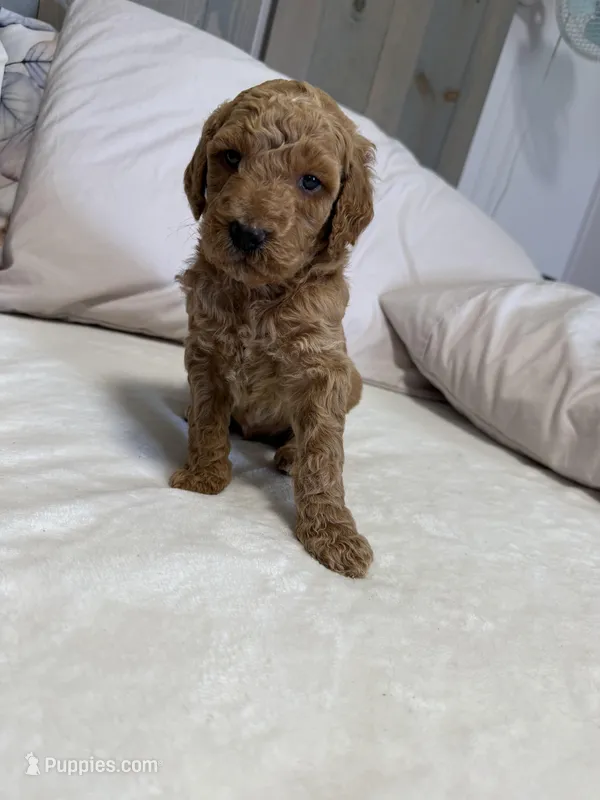 Luv bug 2 – Labradoodle puppy for sale in Townsend, DE