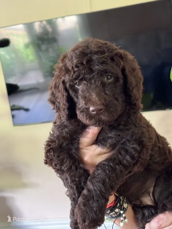 Puppy #5 – Labradoodle puppy for sale in Townsend, DE