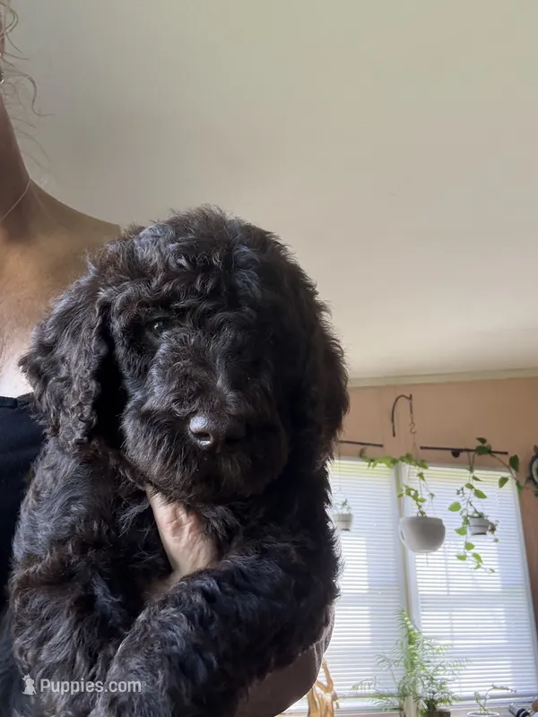 Puppy Luv # 1 – Labradoodle puppy for sale in Townsend, DE