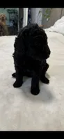 Puppy Luv # 1, a male Labradoodle for sale in Townsend, DE – 5 of 5