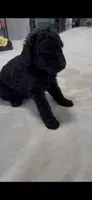 Puppy Luv # 1, a male Labradoodle for sale in Townsend, DE – 4 of 5