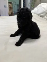 Puppy Luv # 1, a male Labradoodle for sale in Townsend, DE – 2 of 5