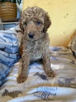 Luv bug # 4, a male Labradoodle for sale in Townsend, DE – Photo 2 of 2