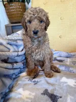 Luv bug # 4, a male Labradoodle for sale in Townsend, DE – Photo 1 of 2