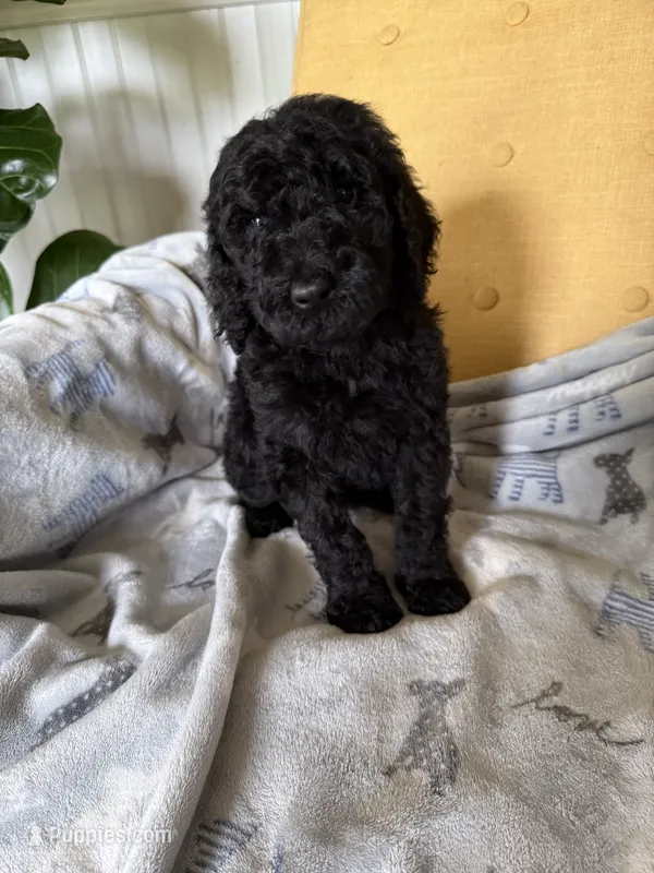 Puppy Luv # 1 – Labradoodle puppy for sale in Townsend, DE