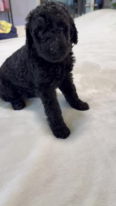 Puppy Luv # 1, a male Labradoodle for sale in Townsend, DE – 3 of 5