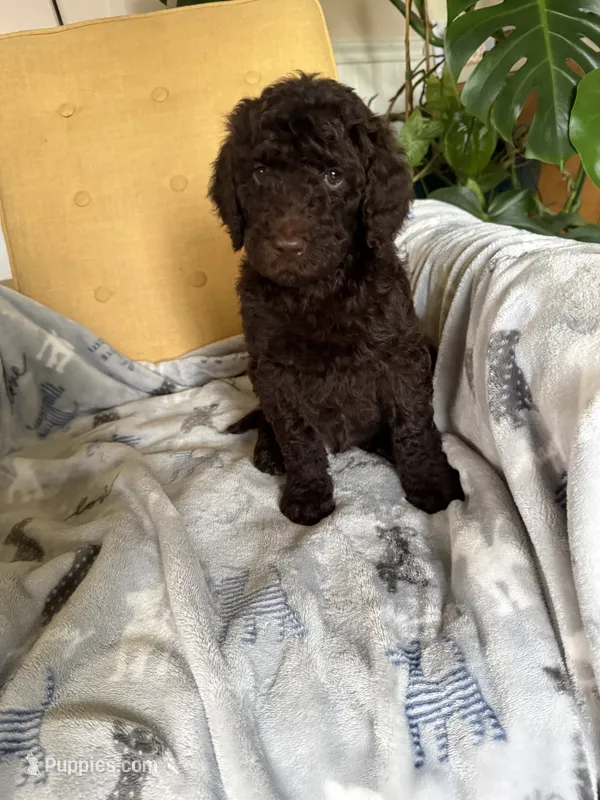 Puppy #5 – Labradoodle puppy for sale in Townsend, DE