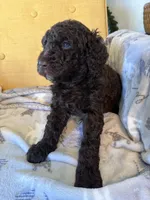 Luv bug # 6, a male Labradoodle for sale in Townsend, DE – Photo 2 of 2