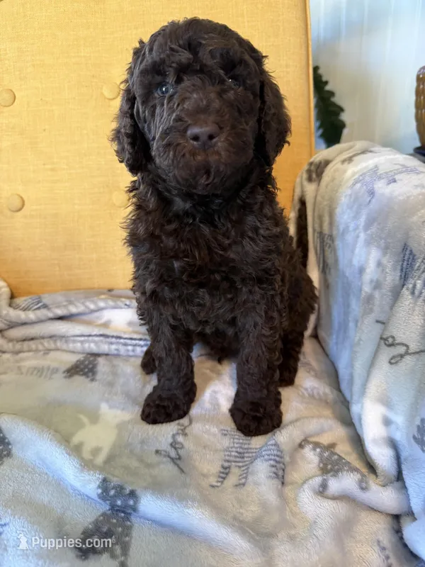 Luv bug # 6 – Labradoodle puppy for sale in Townsend, DE