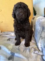 Luv bug # 6, a male Labradoodle for sale in Townsend, DE – Photo 1 of 2