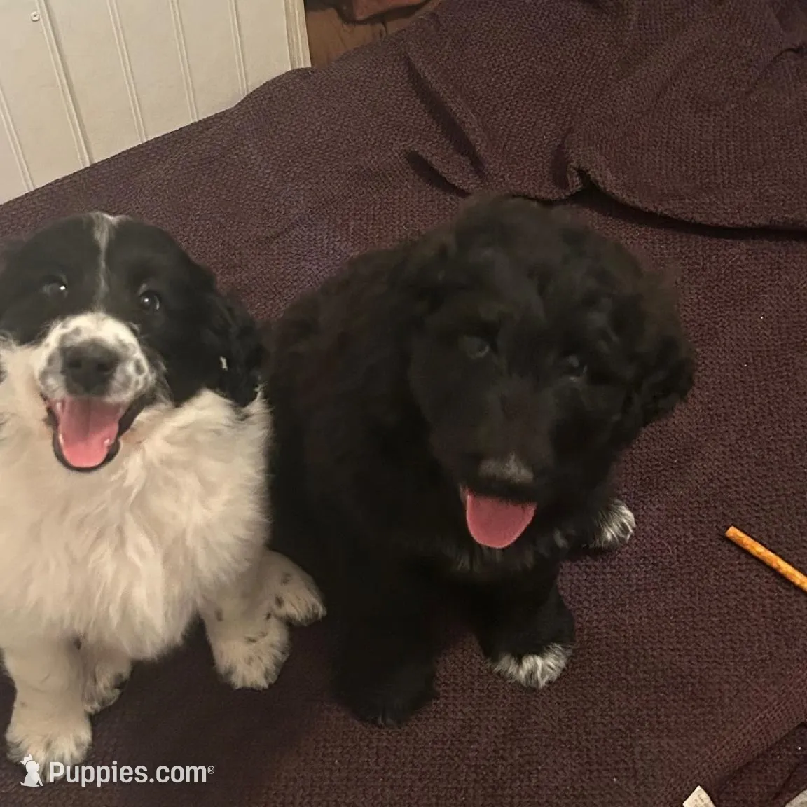 Bear, a female Pyredoodle for sale in Shelby, NC – Photo 2 of 3