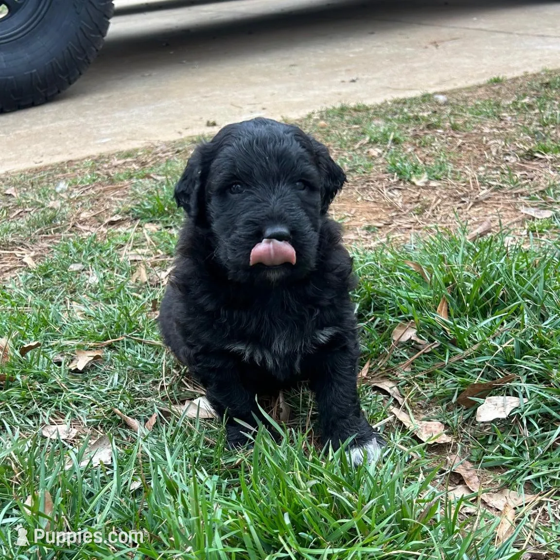 Bear, a female Pyredoodle for sale in Shelby, NC – Photo 3 of 3