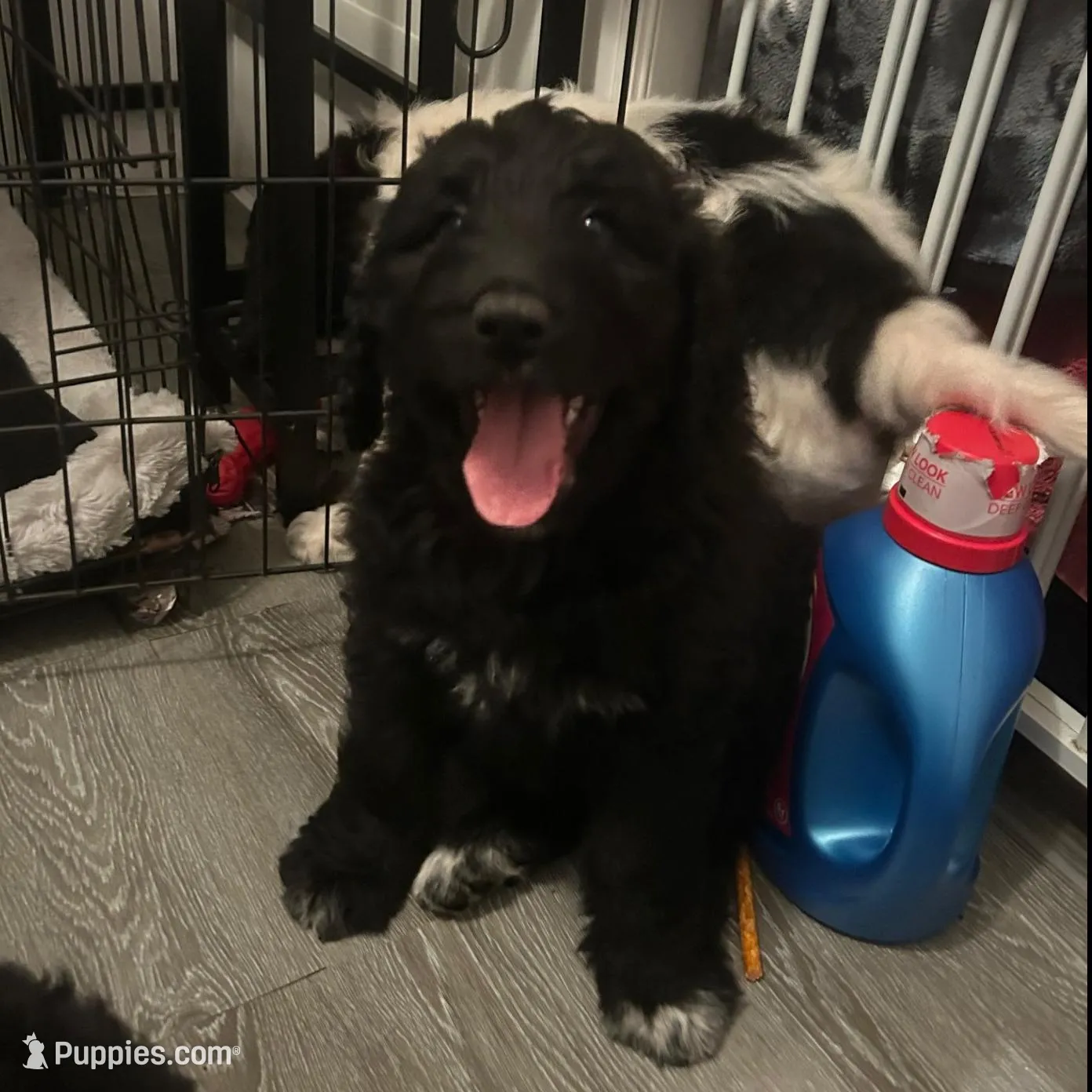 Sophia, a female Pyredoodle for sale in Shelby, NC – Photo 1 of 1