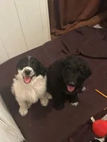 Athena, a female Pyredoodle for sale in Shelby, NC – Photo 2 of 3