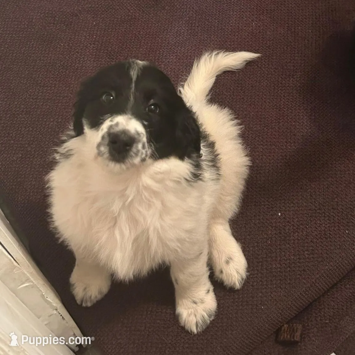 Athena, a female Pyredoodle for sale in Shelby, NC – Photo 3 of 3