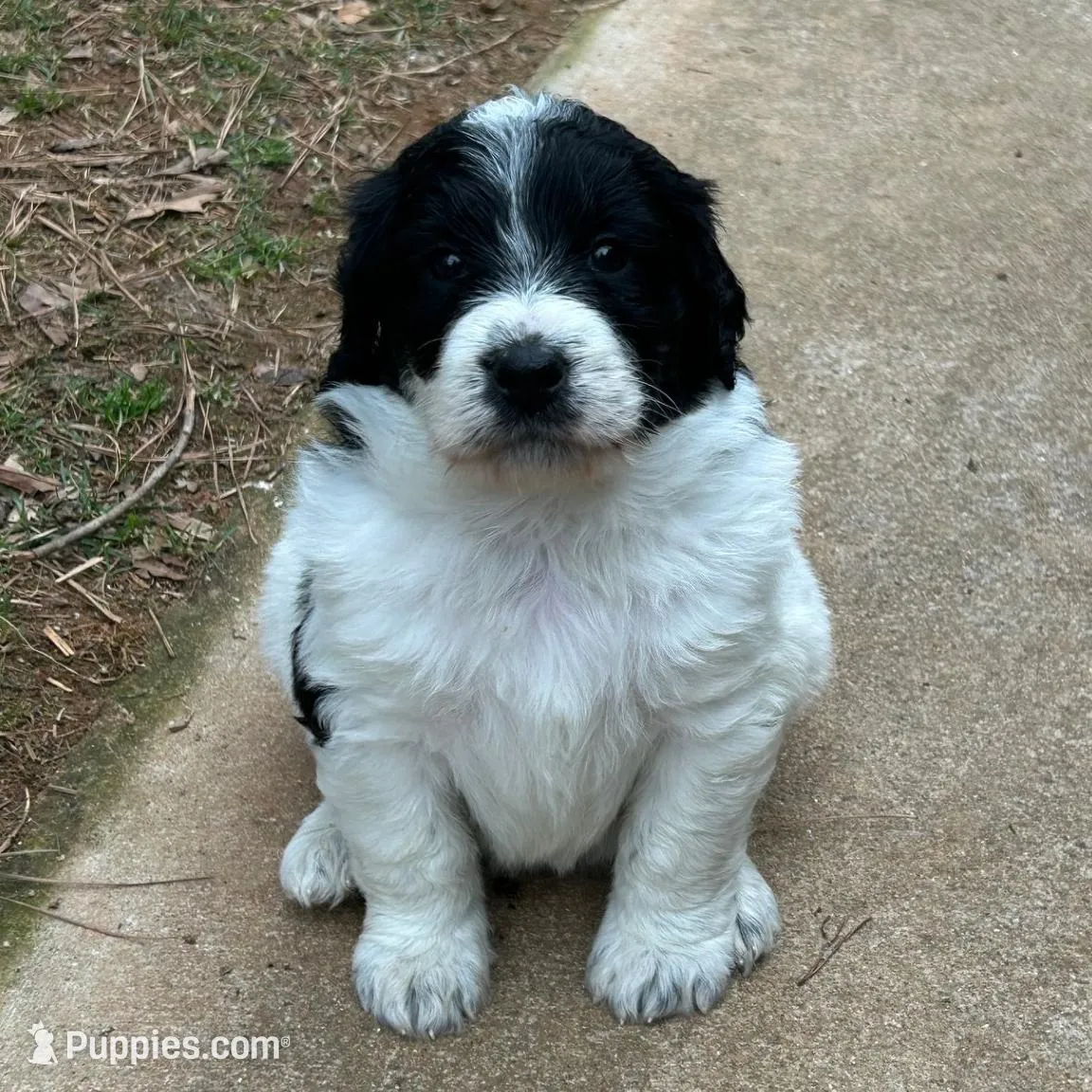 Athena, a female Pyredoodle for sale in Shelby, NC – Photo 2 of 2