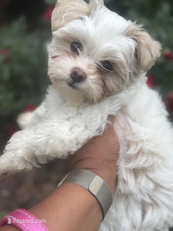 Violet – Maltipoo puppy for sale in Loganville, GA