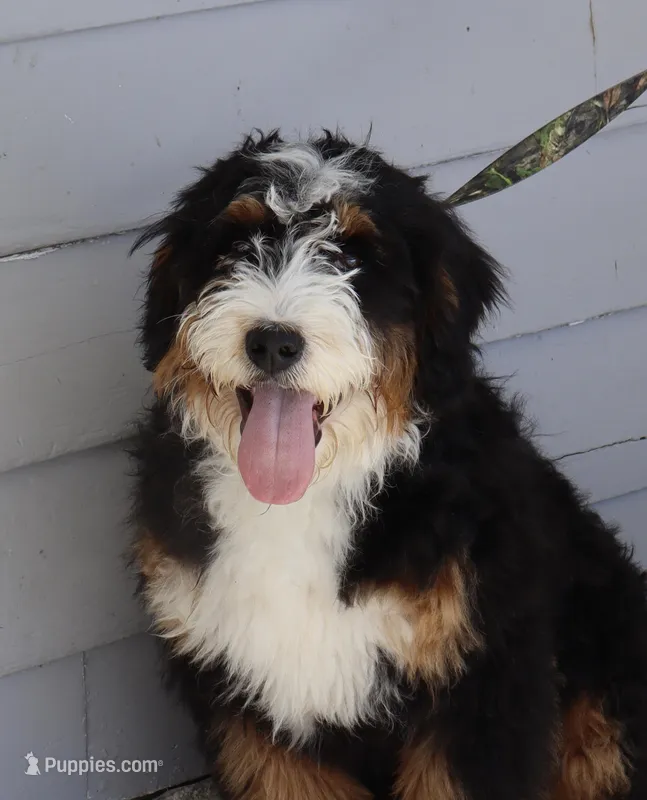 Butch, a male Bernedoodle for sale in Huntington, MA – Photo 1 of 3