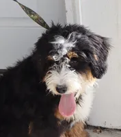 Butch, a male Bernedoodle for sale in Huntington, MA – Photo 3 of 3