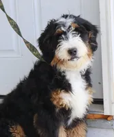 Butch, a male Bernedoodle for sale in Huntington, MA – Photo 2 of 3