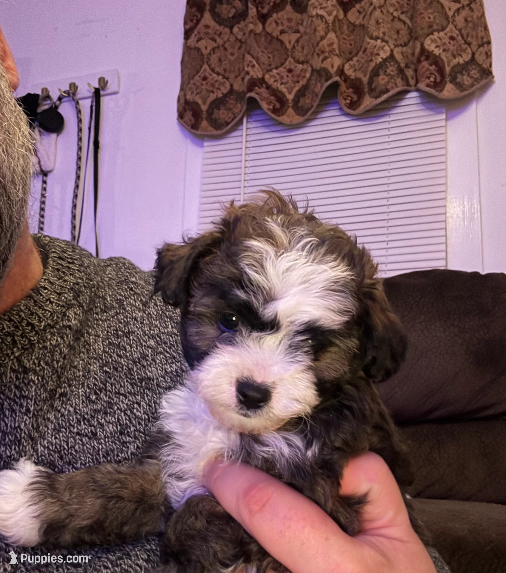Toy Poodle puppies for sale in Perth Amboy, NJ | Puppies.com
