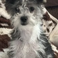 Penny, a female Shih Tzu and Chorkie for sale in Paradise Township, PA – Photo 2 of 4