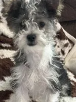 Penny, a female Shihpoo and Chorkie for sale in Paradise Township, PA – Photo 2 of 4