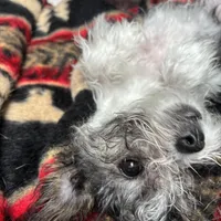 Penny, a female Shih Tzu and Chorkie for sale in Paradise Township, PA – Photo 3 of 4