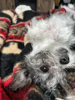 Penny, a female Shihpoo and Chorkie for sale in Paradise Township, PA – Photo 3 of 4