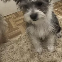 Penny, a female Shih Tzu and Chorkie for sale in Paradise Township, PA – Photo 4 of 4