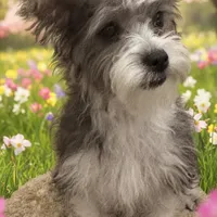 Penny, a female Shih Tzu and Chorkie for sale in Paradise Township, PA – Photo 1 of 4