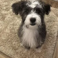 Buster brown , a male Shih Tzu and Poodle - Toy  for sale in Paradise Township, PA – Photo 2 of 5