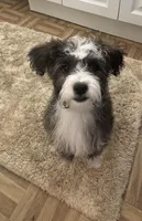 Buster, a male Shihpoo and Chorkie for sale in Paradise Township, PA – Photo 2 of 5