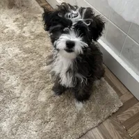 Buster brown , a male Shih Tzu and Poodle - Toy  for sale in Paradise Township, PA – Photo 5 of 5
