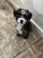 Buster, a male Shihpoo and Chorkie for sale in Paradise Township, PA – Photo 5 of 5