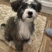 Buster brown , a male Shih Tzu and Poodle - Toy  for sale in Paradise Township, PA – Photo 3 of 5