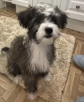 Buster, a male Shihpoo and Chorkie for sale in Paradise Township, PA – Photo 3 of 5