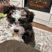 Buster brown , a male Shih Tzu and Poodle - Toy  for sale in Paradise Township, PA – Photo 4 of 5