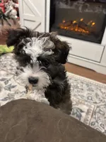 Buster, a male Shihpoo and Chorkie for sale in Paradise Township, PA – Photo 4 of 5